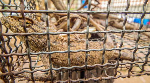 Close-up of monkey in cage at zoo