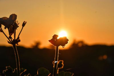 Tramonto con fiori