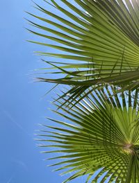 palm tree