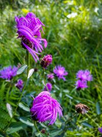 Close-up of fresh purple flowers