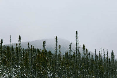 Breathtaking view of green tops of spruces growing against mountain slope on gray foggy day in winter in valley of the ghosts in monts valin national park in quebec, canada
