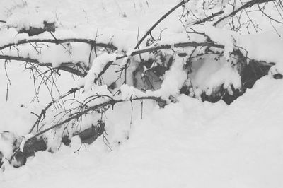 Snow covered trees against sky