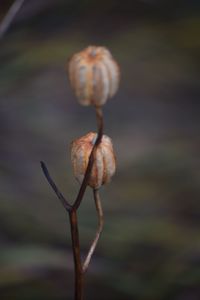 Close-up of snail on plant