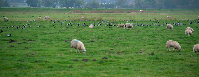 Barnacle goose grazing while grazing before hike south