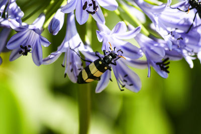 Close-up of insect on purple flowering plant