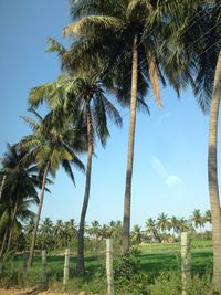 Low angle view of palm trees