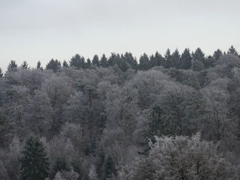 Low angle view of trees against sky