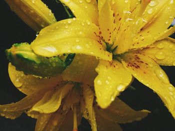 Close-up of water drops on yellow flower