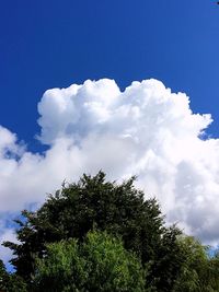 Low angle view of trees against cloudy sky