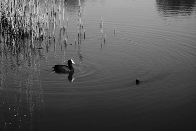 High angle view of swans swimming in lake