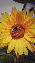 Close-up of sunflower