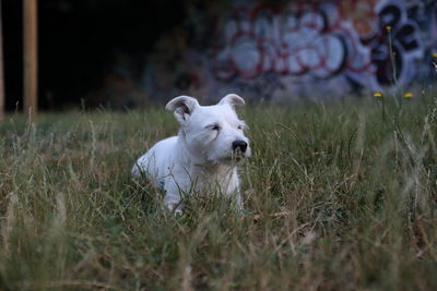 Sheep in a field dog 