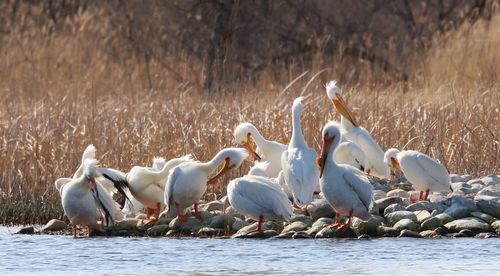 American white pelicans at lakeshore