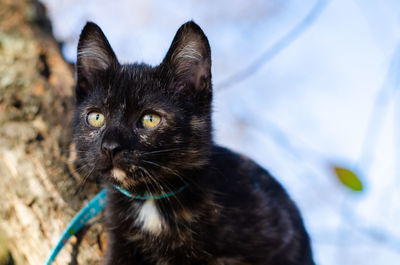 Close-up portrait of black cat