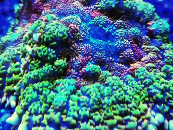Full frame shot of multi colored coral in sea