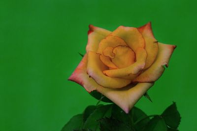 A rose with green background