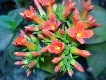 Close-up of red flowers