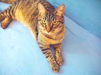 Close-up portrait of tabby cat