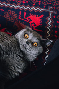 Close-up portrait of a cat
