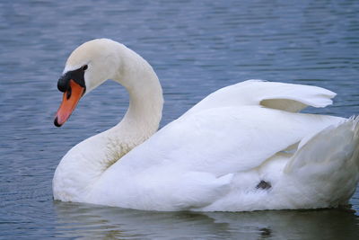 Swan floating on lake