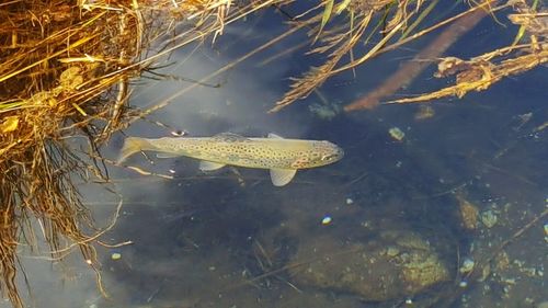 Close-up of fish underwater