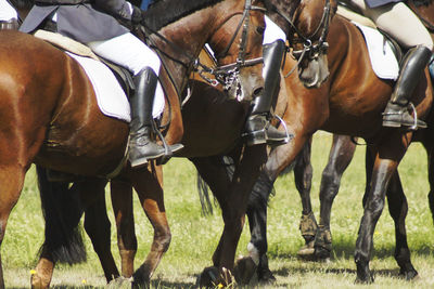 Horses in a field