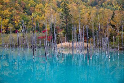Reflection of trees in water