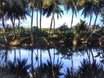 Reflection of trees in lake