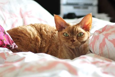 Portrait of cat lying down on bed at home