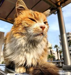 Close-up of a cat looking away