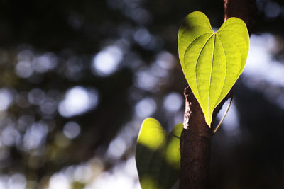 Close-up of heart shape leaves on plant