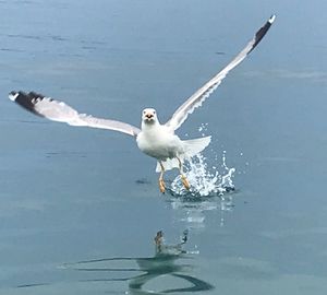 Seagulls flying over sea