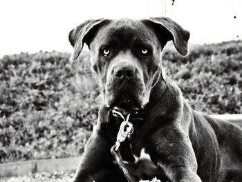 Close-up portrait of dog