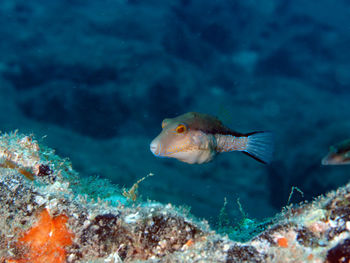 Fish swimming in sea