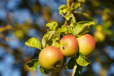 Bright sunshine, blue skies and three ripe apples hang temptingly on the old apple tree