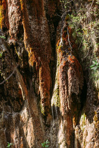 View of rock formation in forest