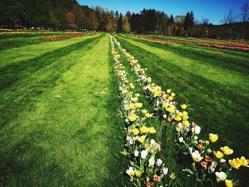 Scenic view of flowering plants on land