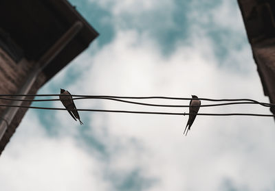 Low angle view of bird perching on cable against sky