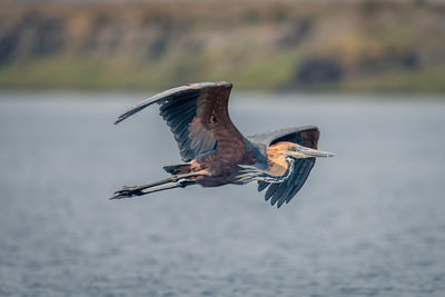 Close-up of bird flying over lake