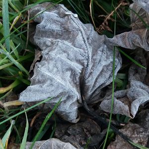 Close-up of plant