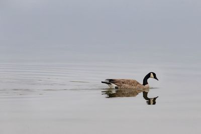 Side view of a duck swimming in lake