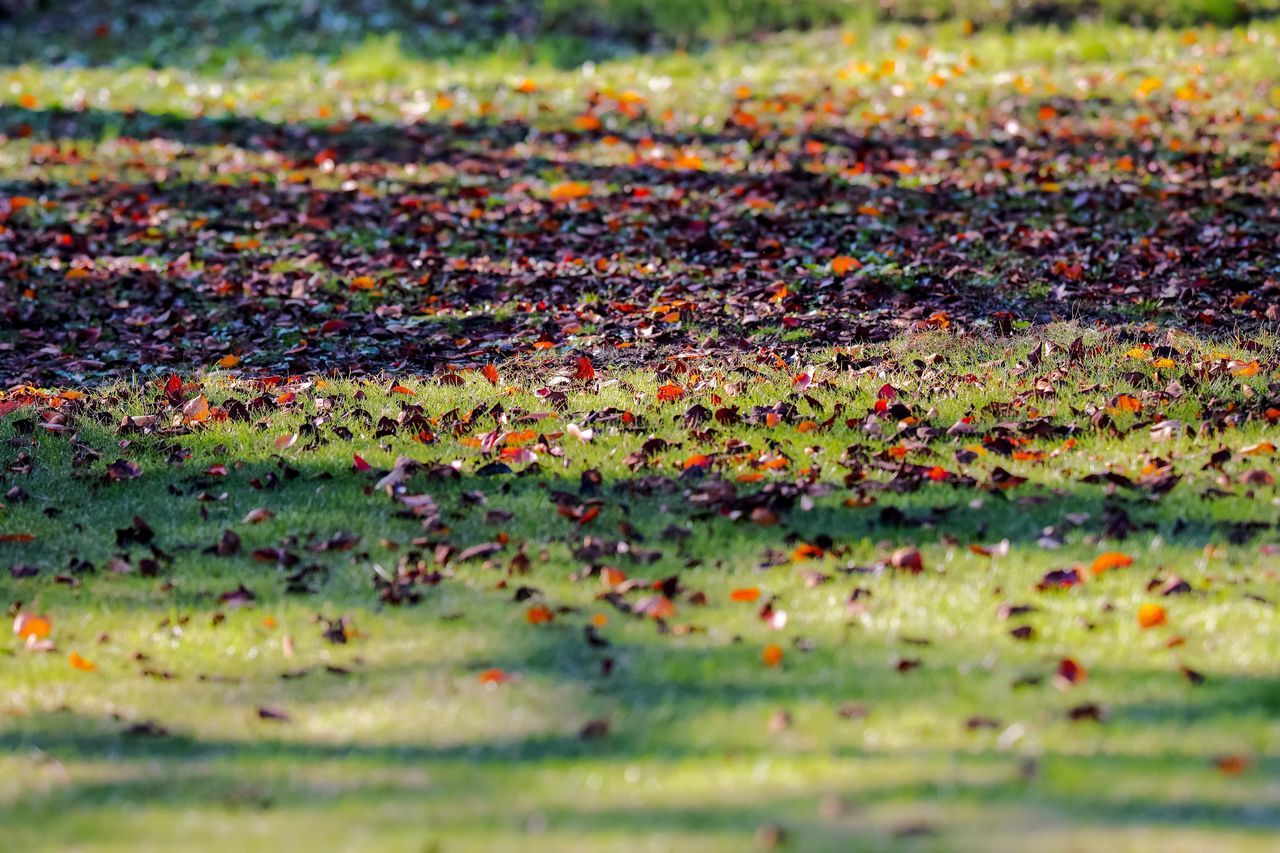 selective focus, no people, day, leaf, plant part, autumn, nature, outdoors, change, full frame, land, field, grass, backgrounds, plant, falling, beauty in nature, high angle view, multi colored, road, leaves, messy