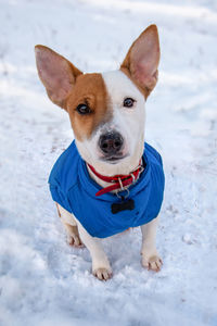 Portrait of cute dog on snow field