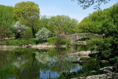 Reflection of trees in water