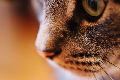 Close-up of a cat nose