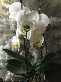 Close-up of white flowers