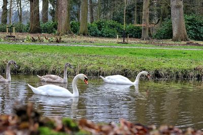 Swan on lake against trees