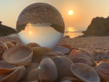 Close-up of shells on beach