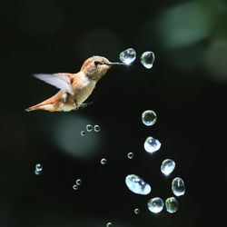 Close-up of hummingbird flying over water