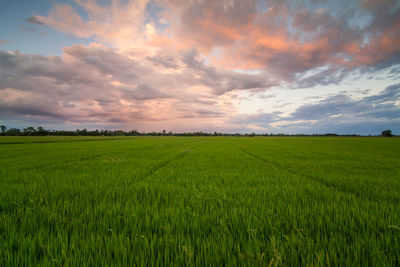 Scenic view of agricultural field against sky